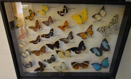 A selection of Butterflies in Malta